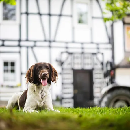 Hof Köhne - Altes - Dachstube Rechts Apartment Schmallenberg